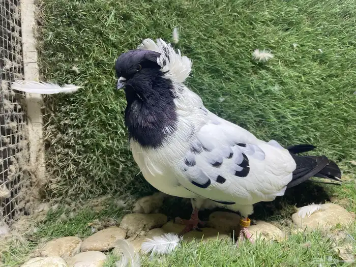 ذكر سوداني منتج 0