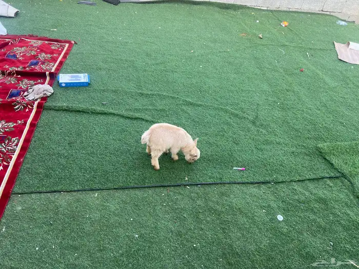 للبيع ماعز قزم 1