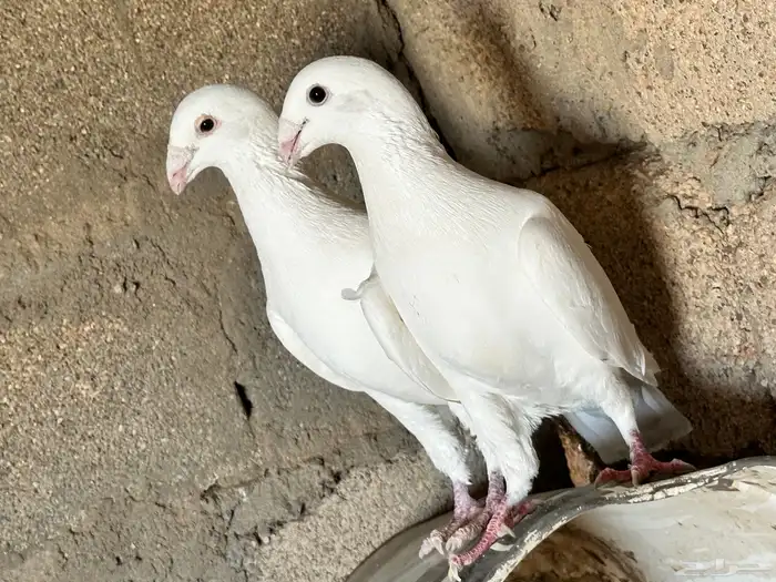 حم ام هومر 5