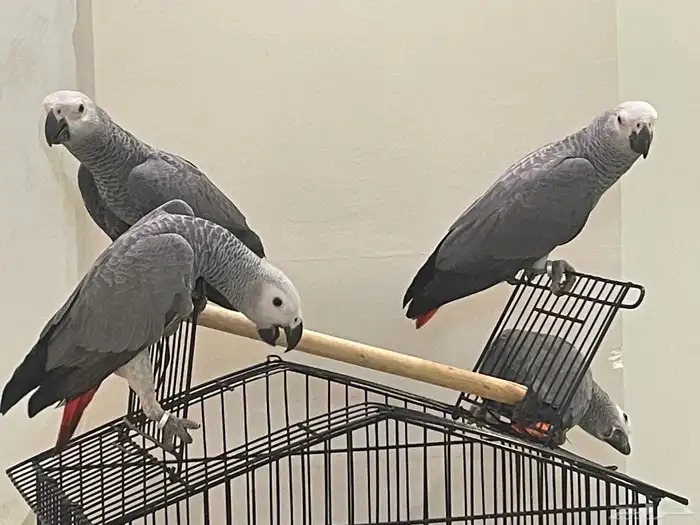 فروخ كاسكو للبيع 2