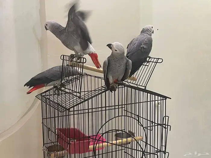 فروخ كاسكو للبيع 9