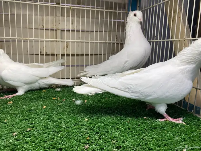 جوز قنادي غرانيق برص 2