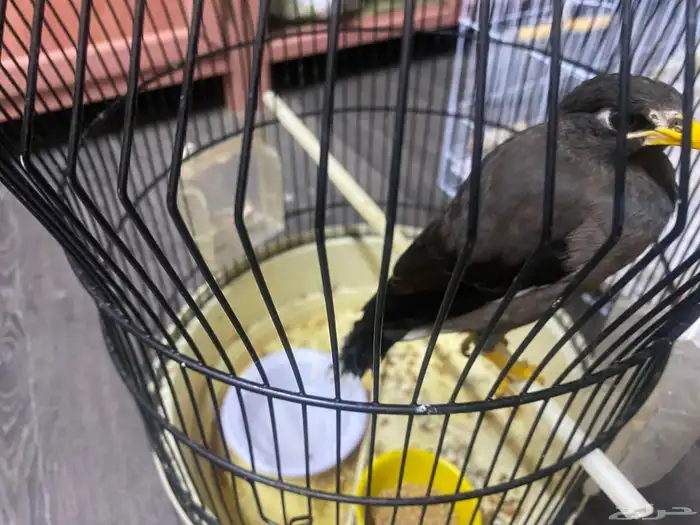 للبيع مينو اليف نشبه حجم ماشالله اخربط كلام واغرد 1