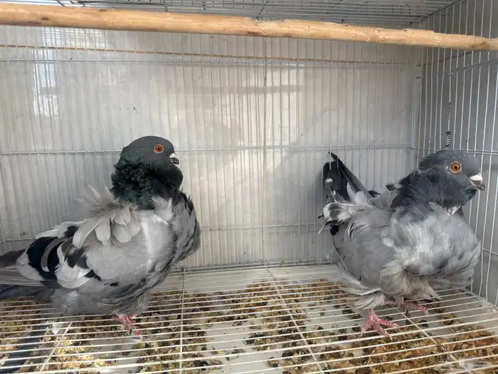 زوج كشكش بلو بار 1