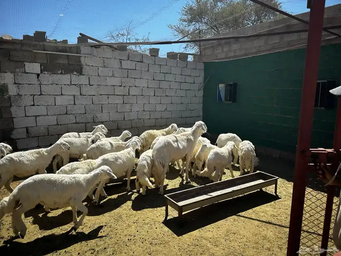 22 طلي ذبايح 1