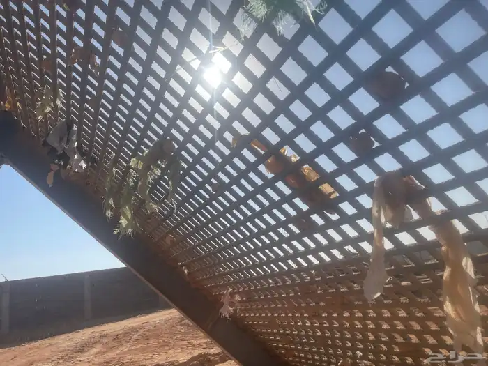 غربال للجار 7