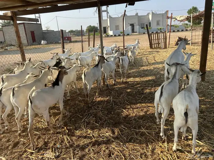 تيوس بربري جدعان وثني 0