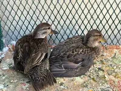 بط نحم اصل فصل index