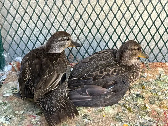 بط نحم اصل فصل 2