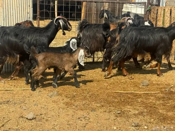 معزا ولد ودفيع 2