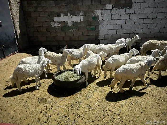 22 طلي ذبايح 0