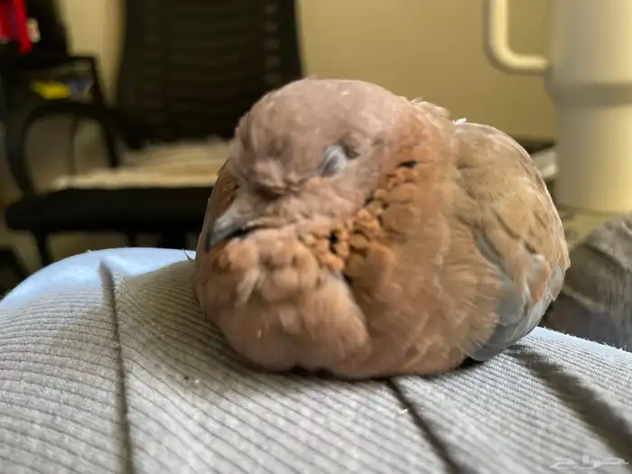 حمامه يمامة النخيل ( تم التبني) 3