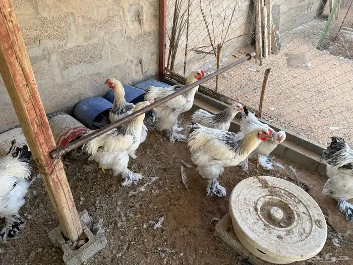 دجاج براهما وتركي 2