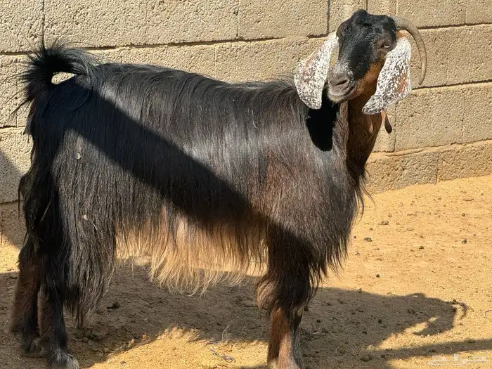 معزا ولد ودفيع 6