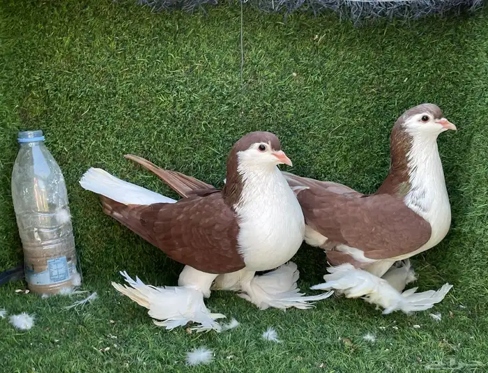 حمام شيرازي 1