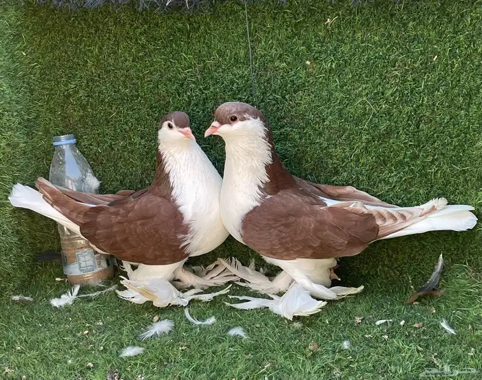 حمام شيرازي 2