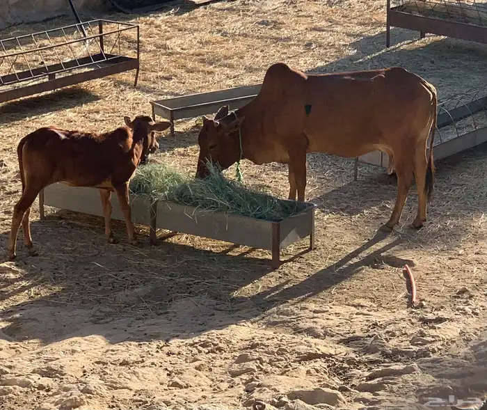 بقرتين منتجه ودافع في 4 اشهر ام ثاني 6