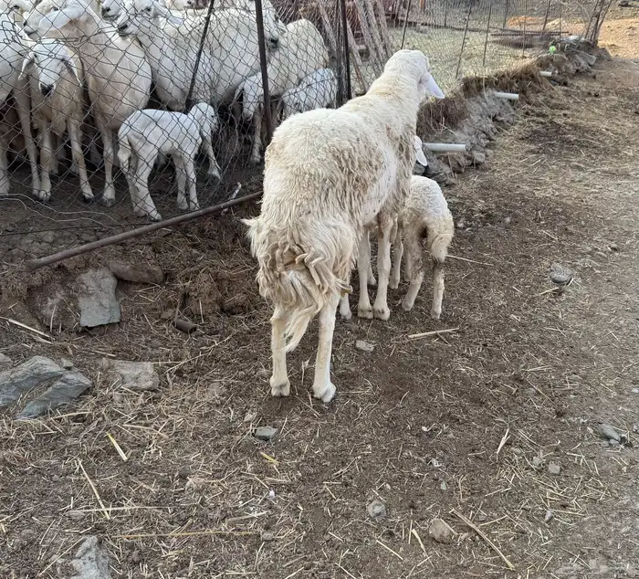 خروف فحل مشروط 0