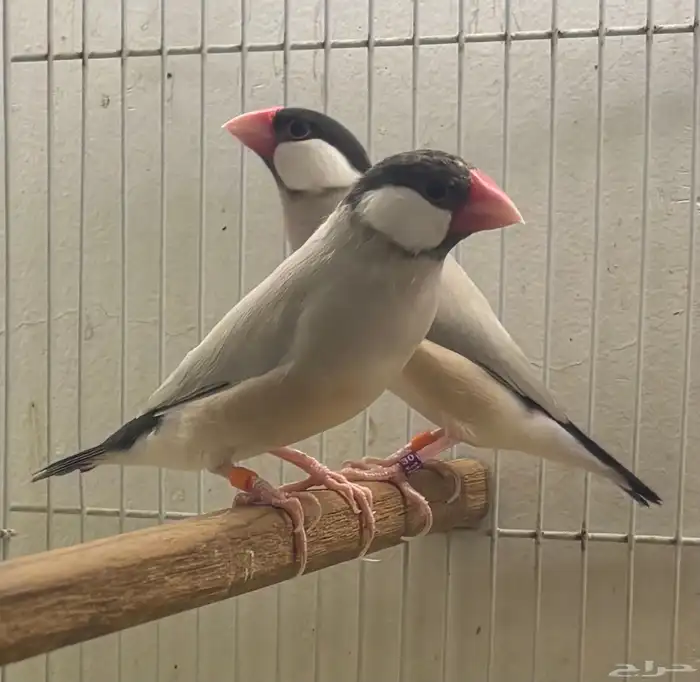 جوز جاوا اغات نورمل اسبلت 1