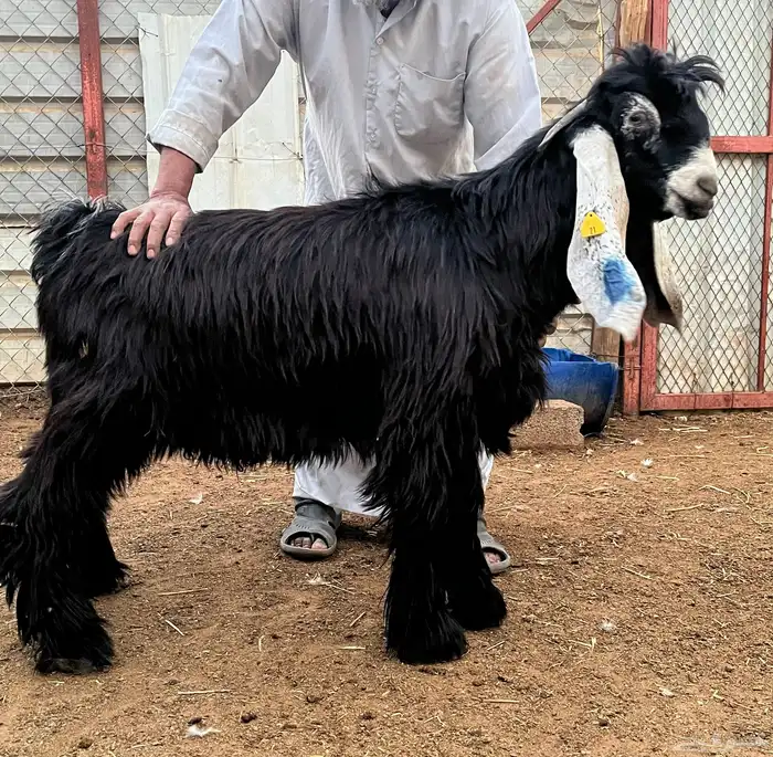 جذع عارضي فحل 1