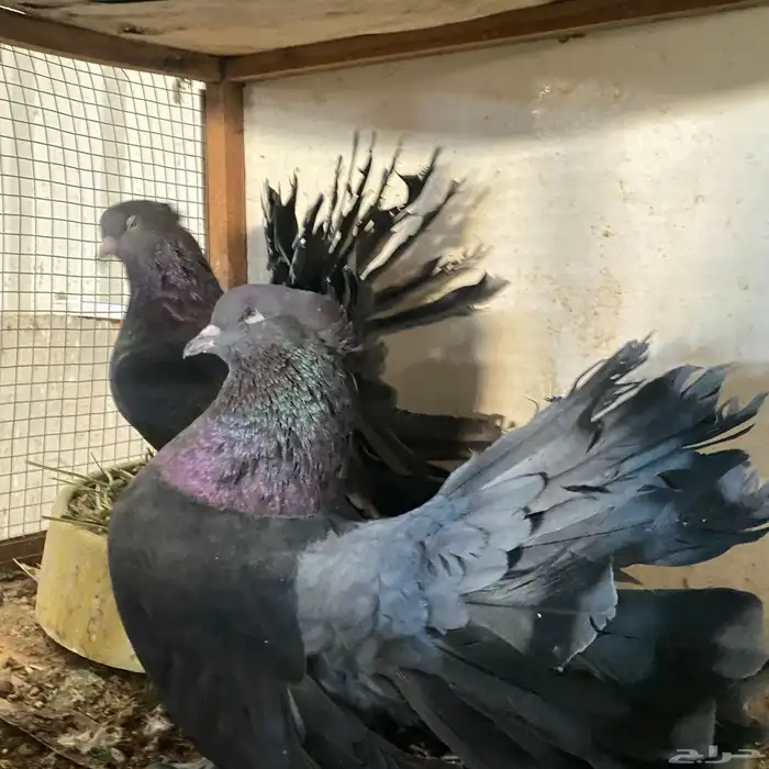 زوج رقاصي اذكر في عين مو في من المضربه اذكر حار جدا ومنتج 5