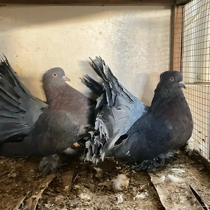 زوج رقاصي اذكر في عين مو في من المضربه اذكر حار جدا ومنتج 1