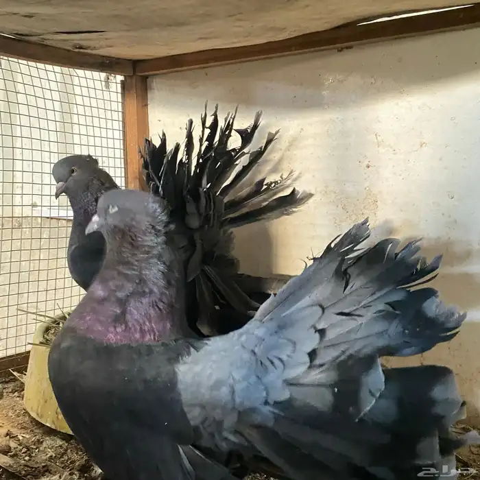 زوج رقاصي اذكر في عين مو في من المضربه اذكر حار جدا ومنتج 6