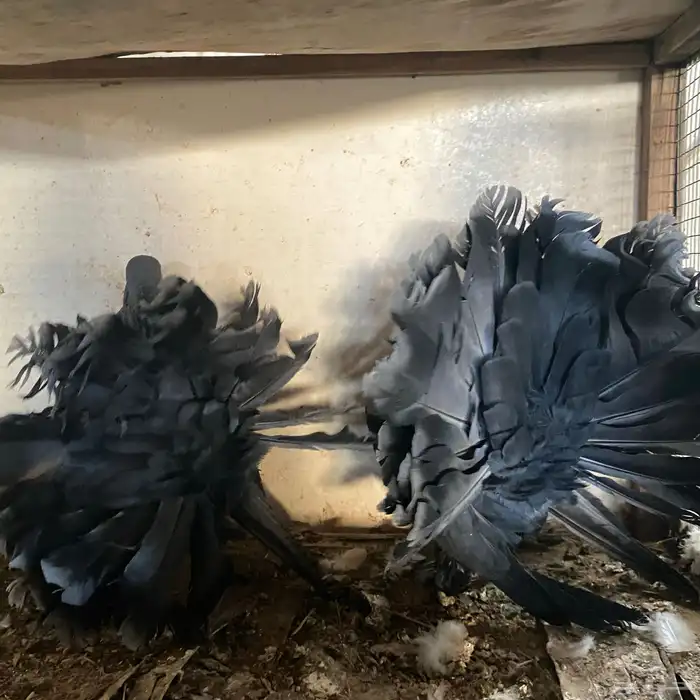 زوج رقاصي اذكر في عين مو في من المضربه اذكر حار جدا ومنتج 4