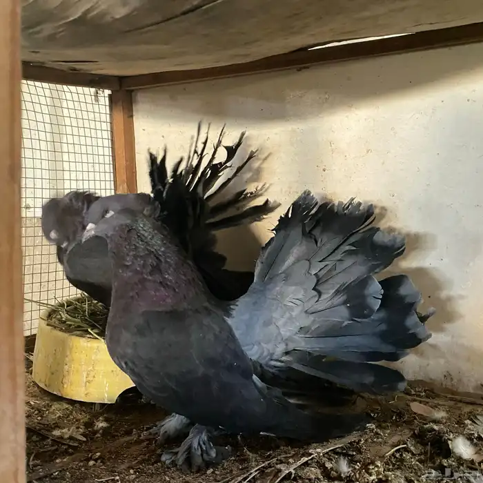 زوج رقاصي اذكر في عين مو في من المضربه اذكر حار جدا ومنتج 7