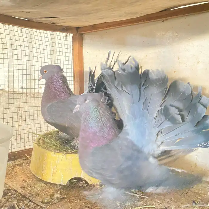 زوج رقاصي اذكر في عين مو في من المضربه اذكر حار جدا ومنتج 9