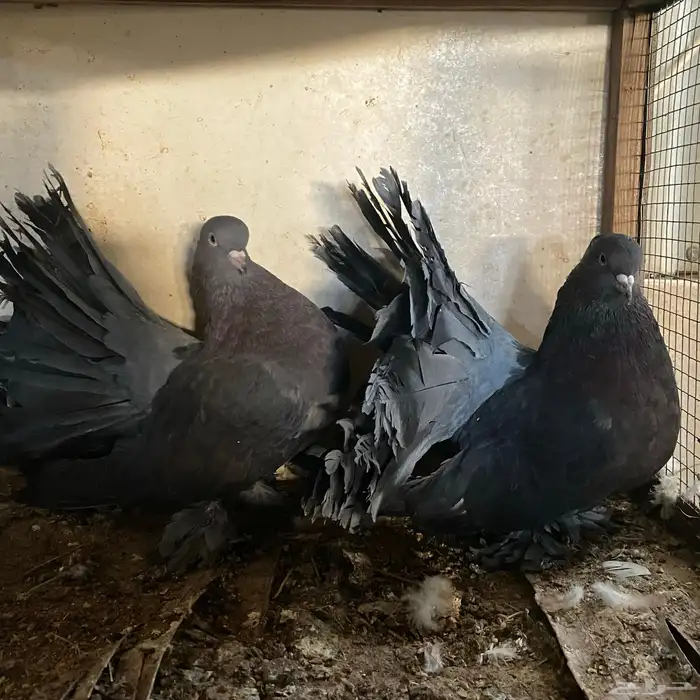 زوج رقاصي اذكر في عين مو في من المضربه اذكر حار جدا ومنتج 2