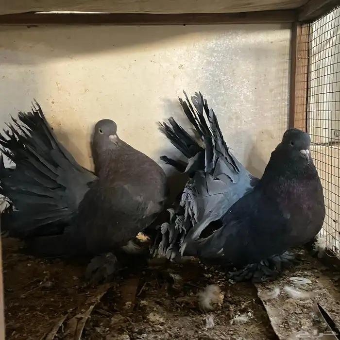 زوج رقاصي اذكر في عين مو في من المضربه اذكر حار جدا ومنتج 3