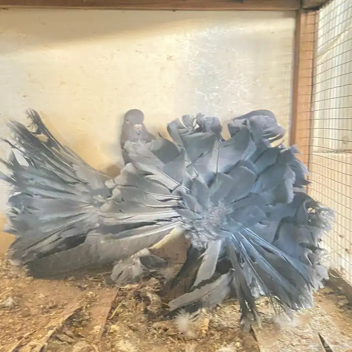 زوج رقاصي اذكر في عين مو في من المضربه اذكر حار جدا ومنتج 0