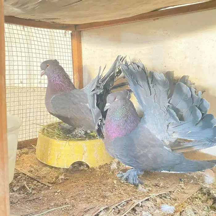 زوج رقاصي اذكر في عين مو في من المضربه اذكر حار جدا ومنتج 10