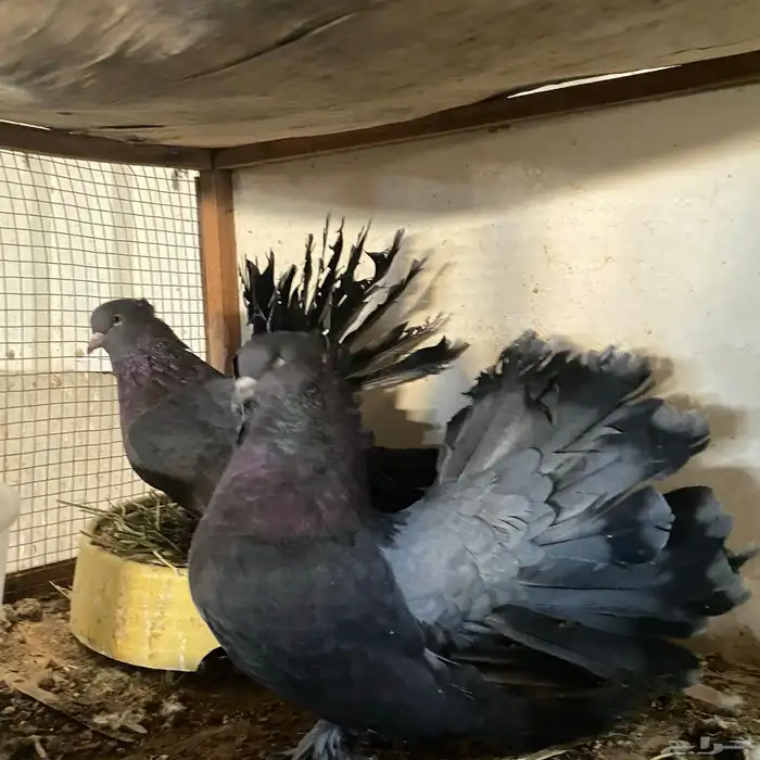 زوج رقاصي اذكر في عين مو في من المضربه اذكر حار جدا ومنتج 8