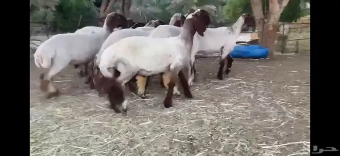 لعششاق النعيم الصنف للبيع جذعات صنف 1