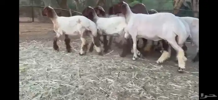 لعششاق النعيم الصنف للبيع جذعات صنف 7