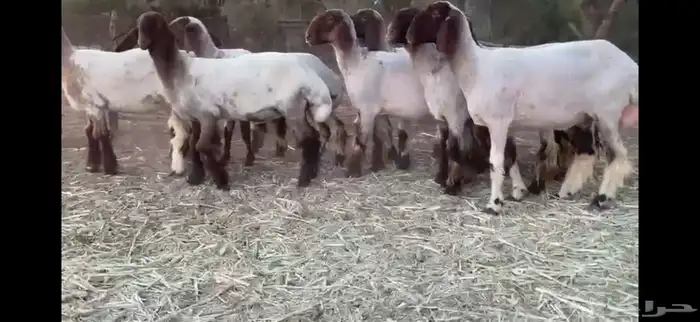 لعششاق النعيم الصنف للبيع جذعات صنف 4