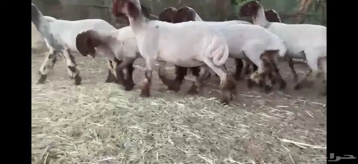 لعششاق النعيم الصنف للبيع جذعات صنف 13