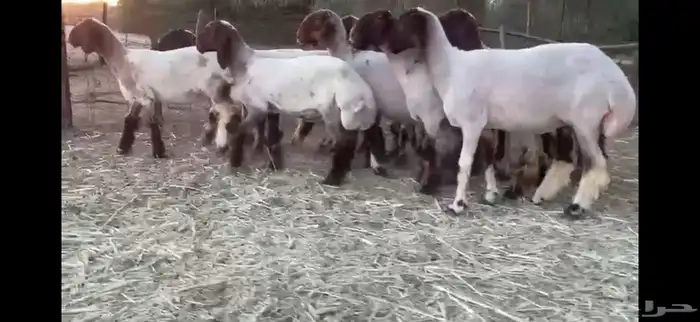 لعششاق النعيم الصنف للبيع جذعات صنف 5