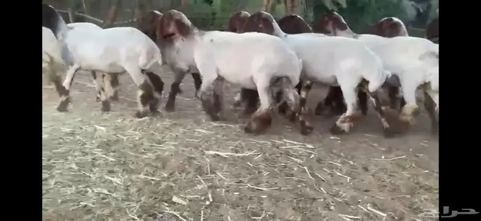 لعششاق النعيم الصنف للبيع جذعات صنف 14