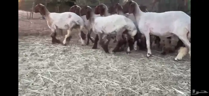 لعششاق النعيم الصنف للبيع جذعات صنف 6