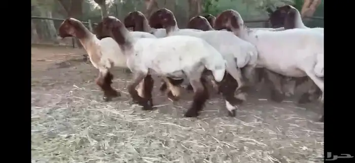 لعششاق النعيم الصنف للبيع جذعات صنف 19