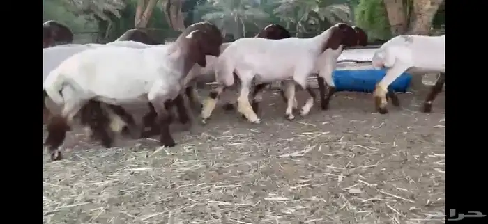 لعششاق النعيم الصنف للبيع جذعات صنف 10