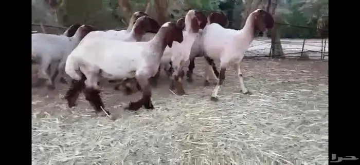 لعششاق النعيم الصنف للبيع جذعات صنف 3