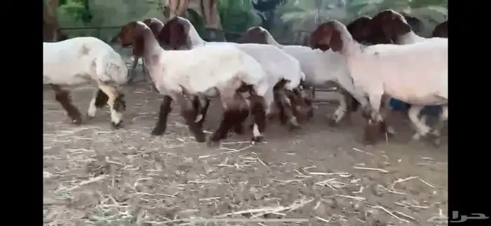 لعششاق النعيم الصنف للبيع جذعات صنف 20