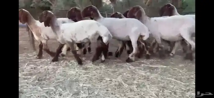 لعششاق النعيم الصنف للبيع جذعات صنف 18