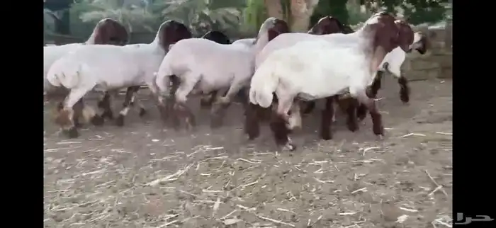 لعششاق النعيم الصنف للبيع جذعات صنف 9