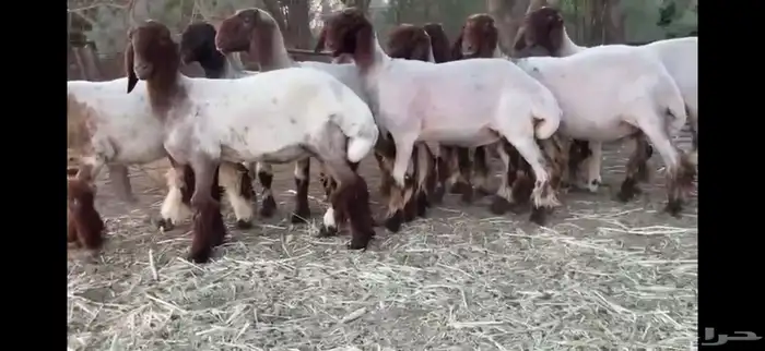 لعششاق النعيم الصنف للبيع جذعات صنف 16