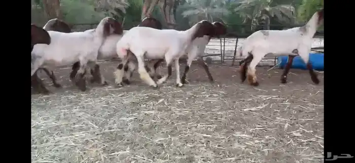 لعششاق النعيم الصنف للبيع جذعات صنف 11